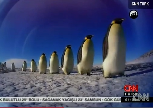 TOKİ CNN Türk belgesel hırsız penguen