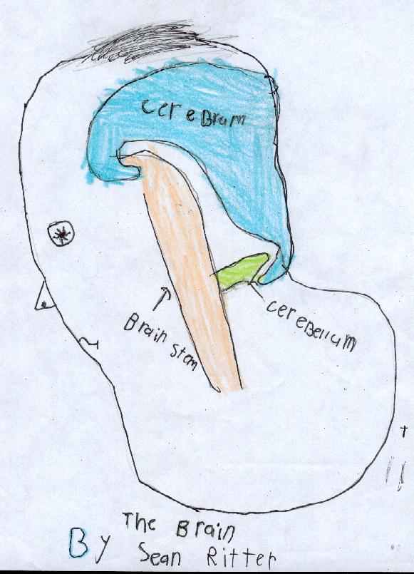 humanbody human body insan vücud çizim drawing