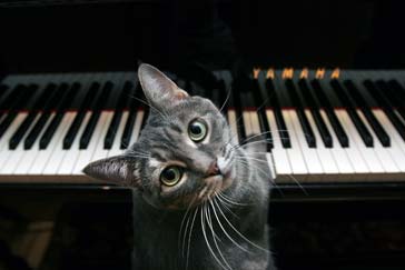 nora philadelphia piyano calan kedi