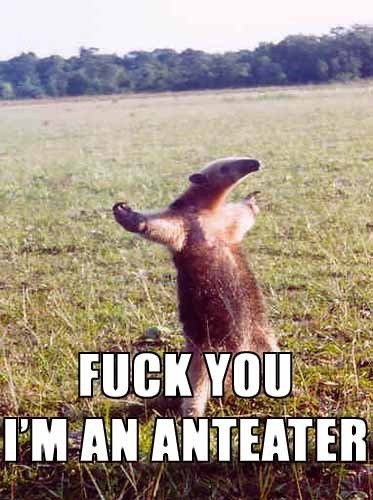 wanna be an anteater