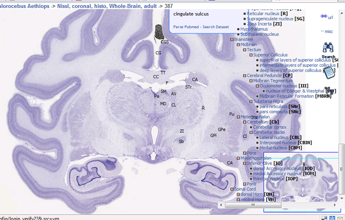 brain map beyin