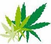weed urbanlegend drug marijuana