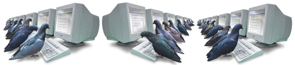 google pigeonrank