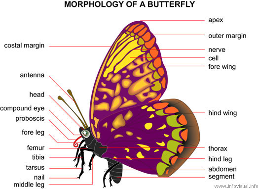 dictionary visual