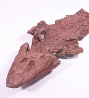 tiktaalik fosil balik sudancikanbalik