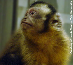 para maymun monkey money yale akılfikir psikoloji
